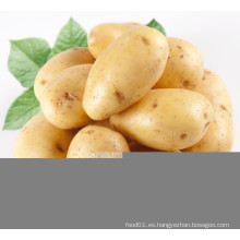 Nueva patata fresca del cultivo (200g y más)